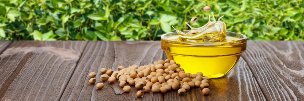 soybean